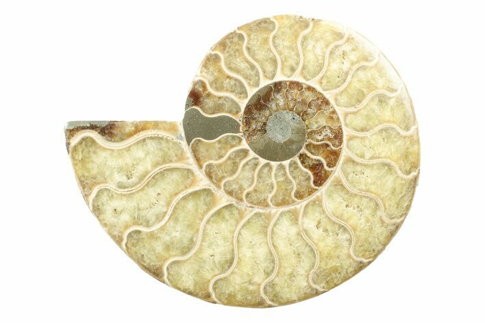 Cut & Polished Ammonite Fossil (Half) - Madagascar #240991